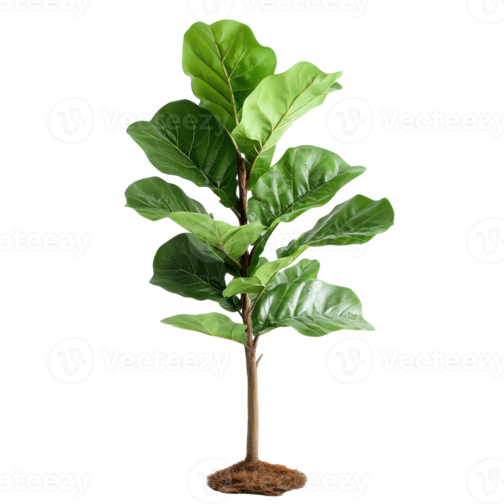 Isolated fiddle leaf fig on transparent background png