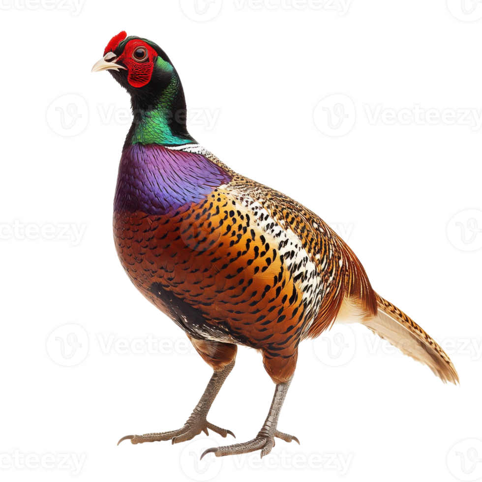 Pheasant standing upright on transparent background png