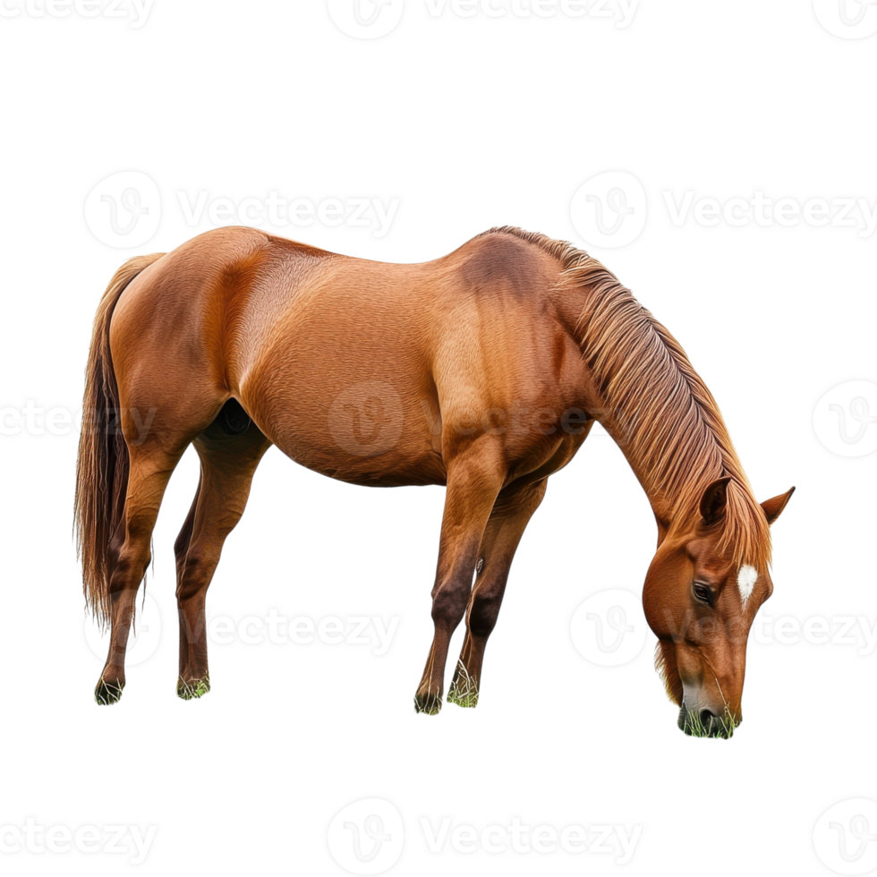 Horse grazing in field on transparent background png
