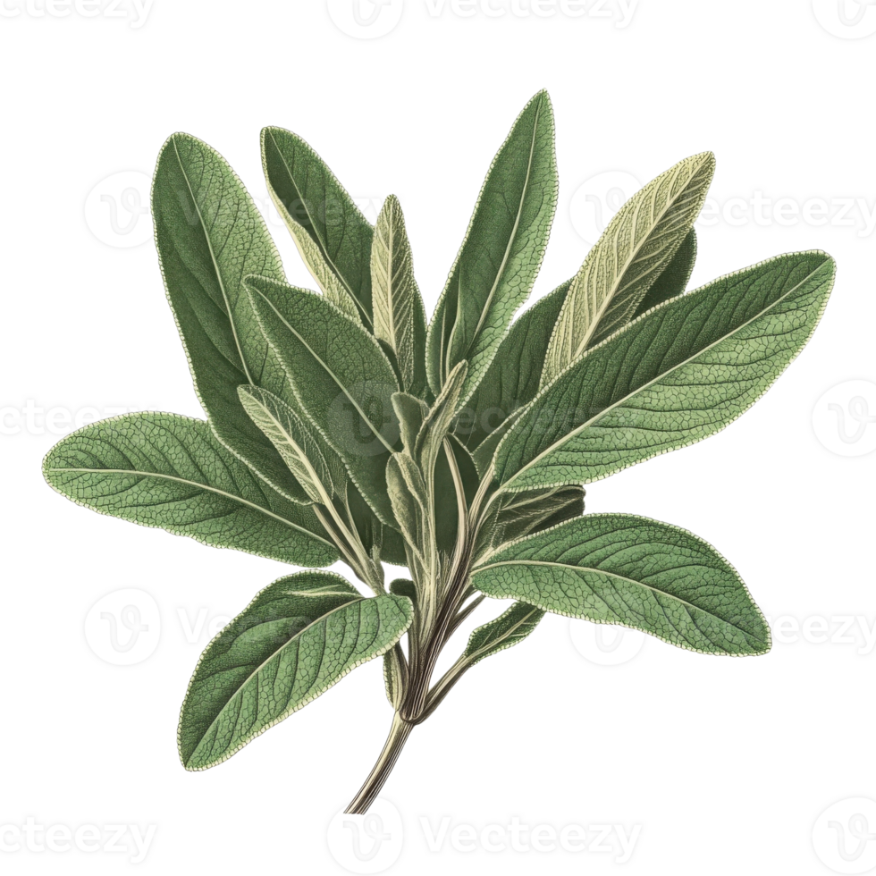 A sprig of sage plant on transparent background png