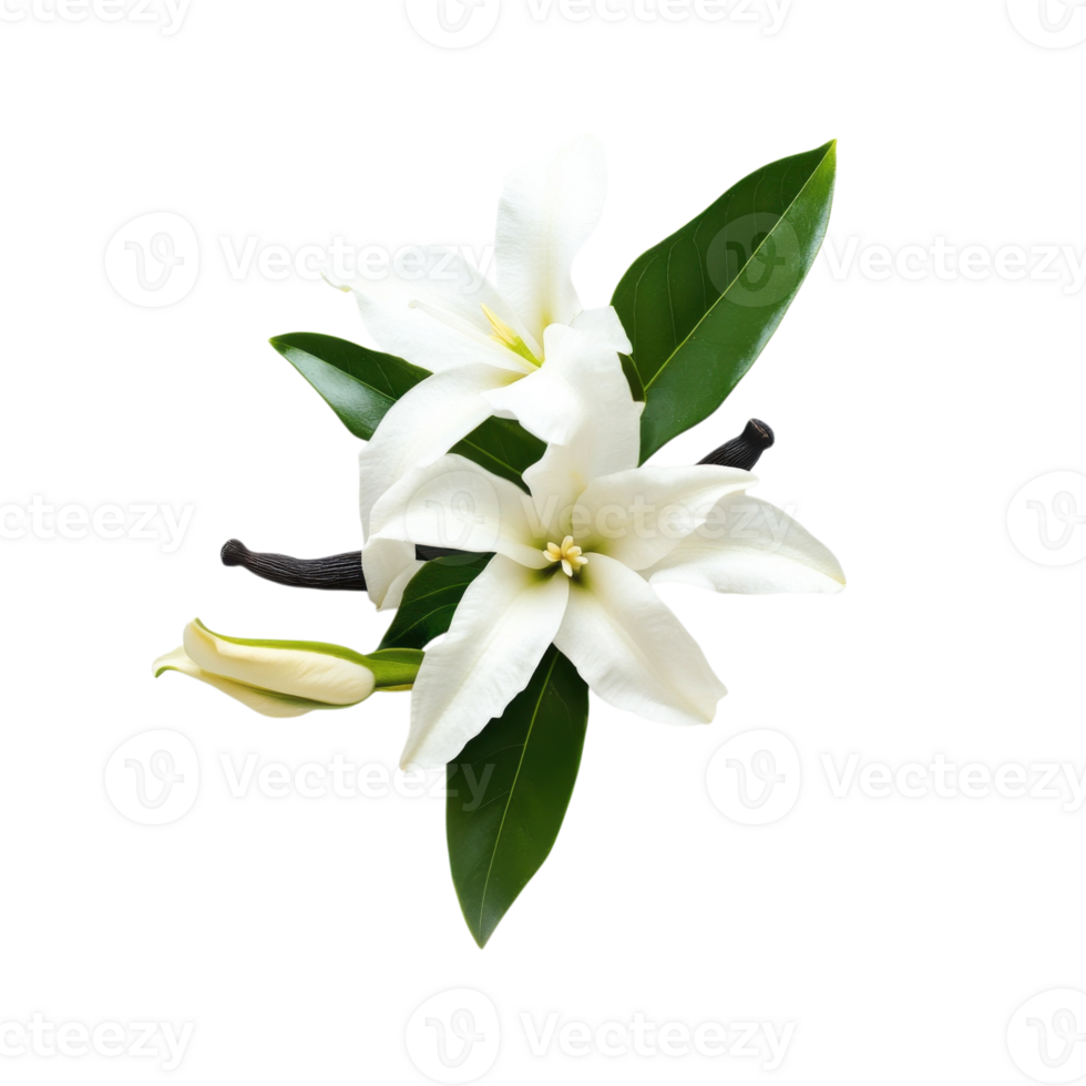 White flowers and leaves on transparent background png