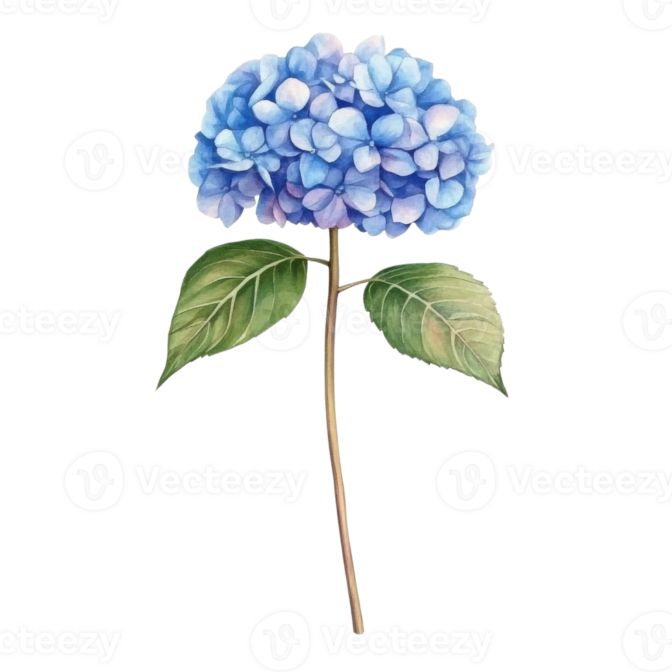 Hydrangea flower isolated on transparent background png
