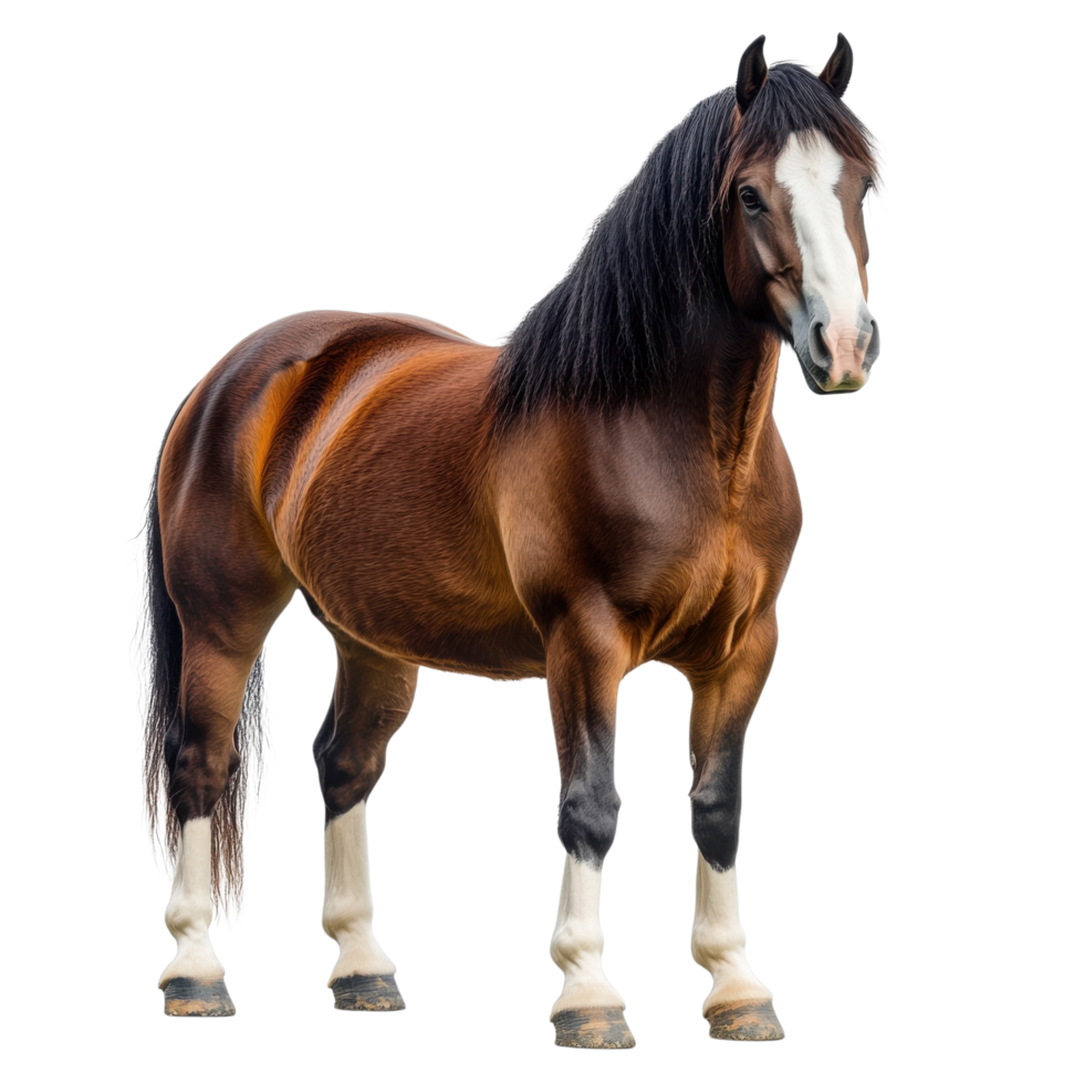 Standing brown horse art on transparent background png