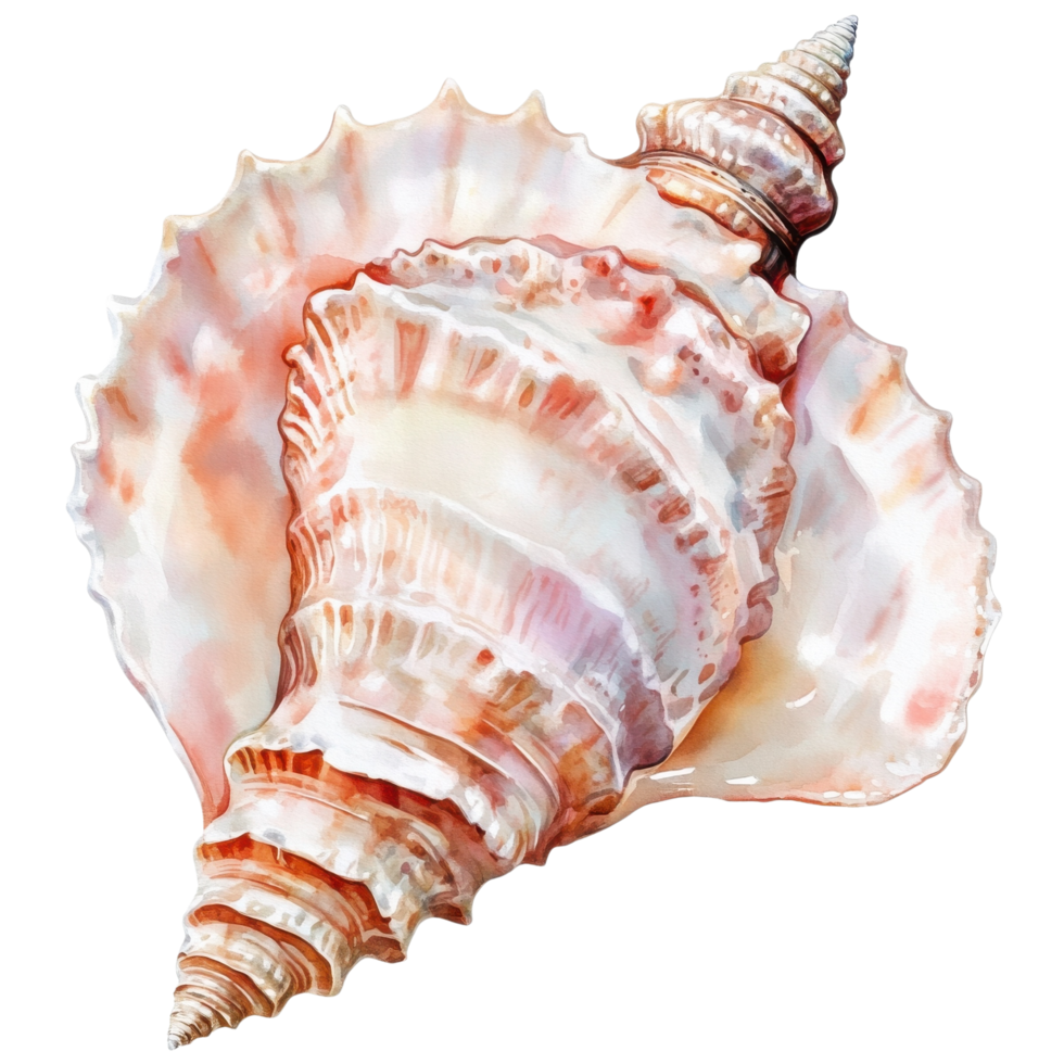 Seashell detailed artwork on transparent background png