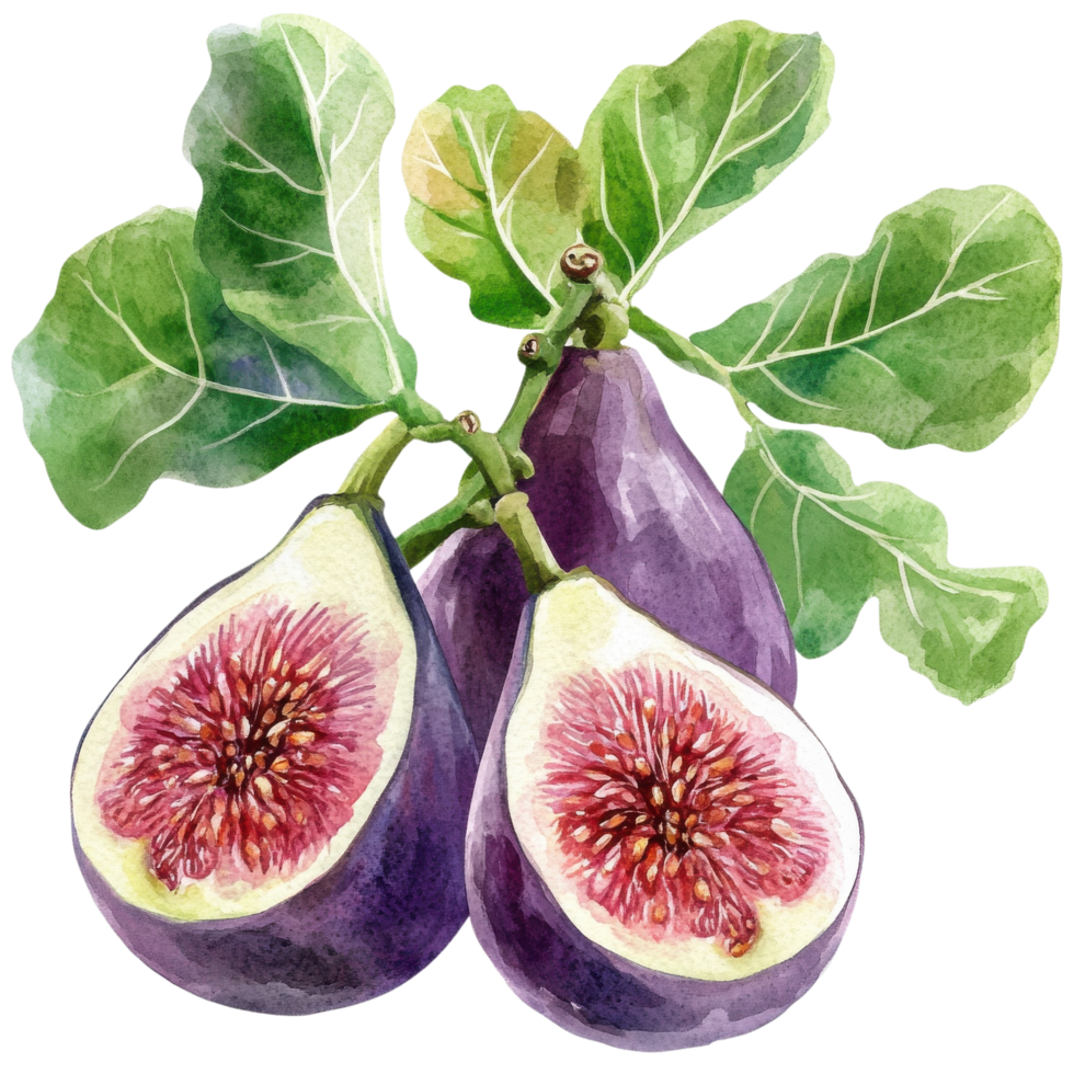 Figs with leaves art on transparent background png