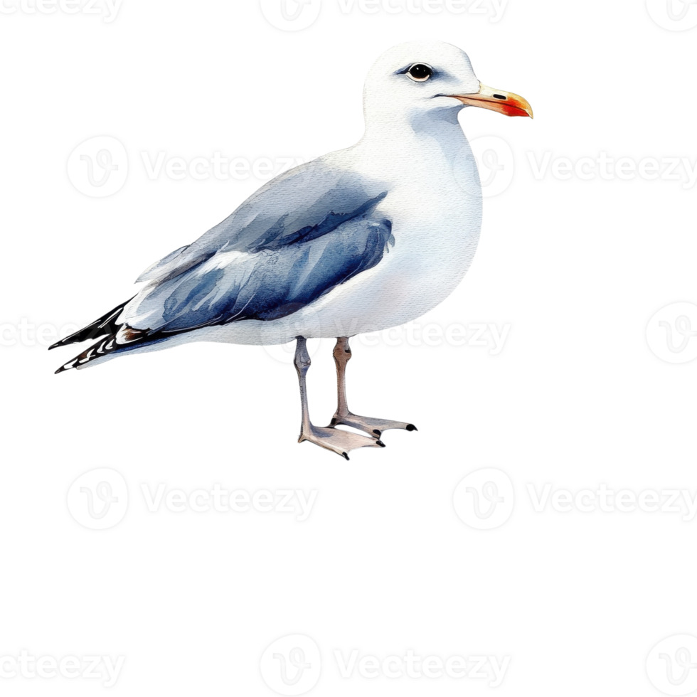 A seagull standing still on transparent background png