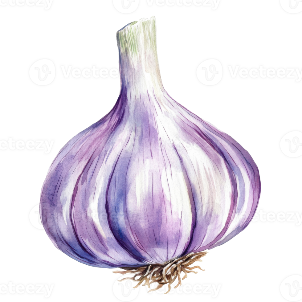 A watercolor bulb garlic on transparent background png