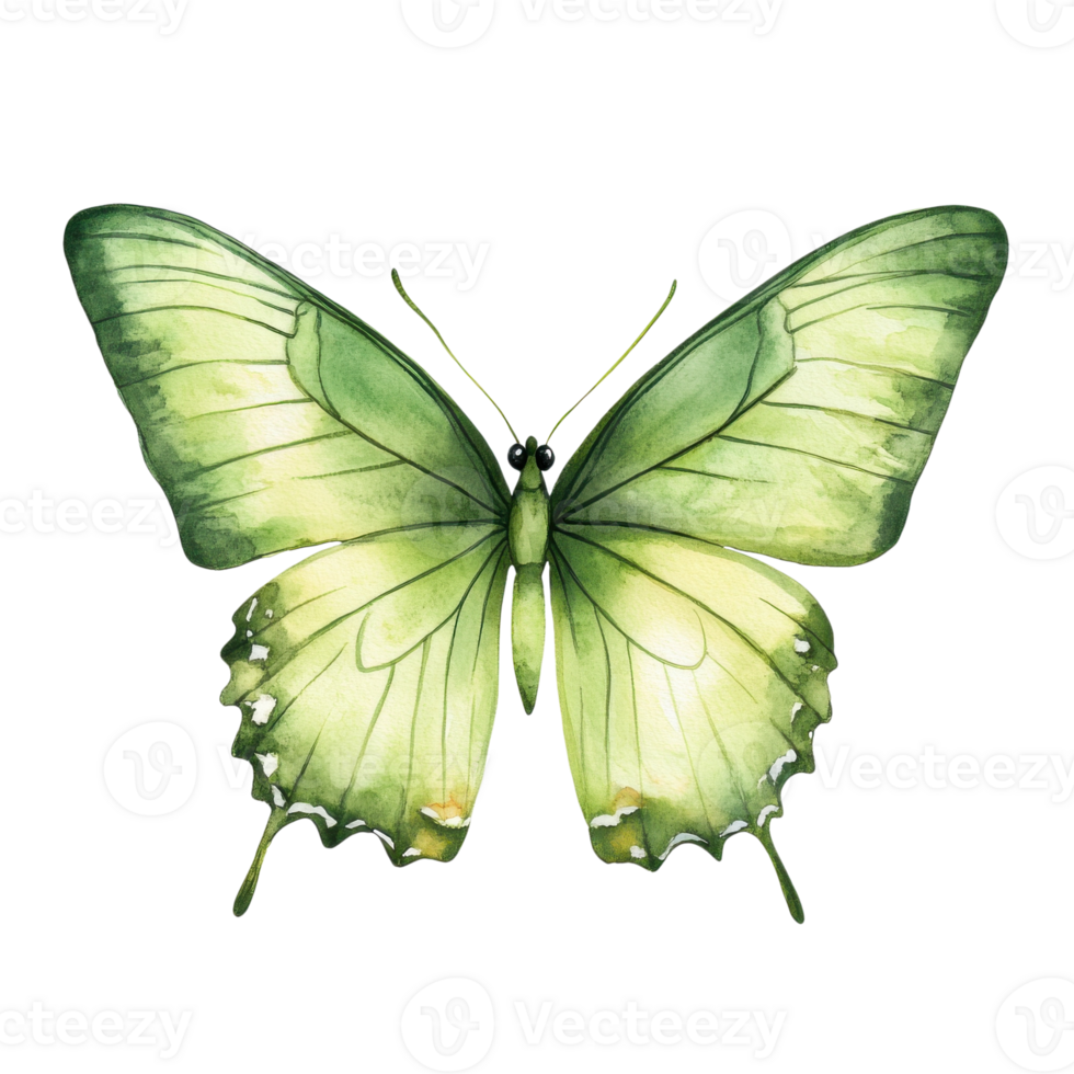 Green watercolor butterfly on transparent background png