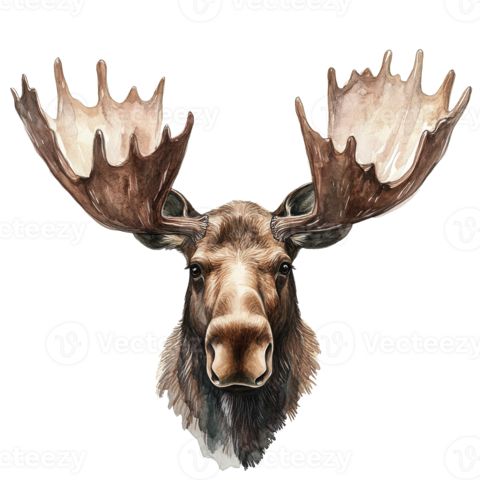 Watercolor moose portrait on transparent background png