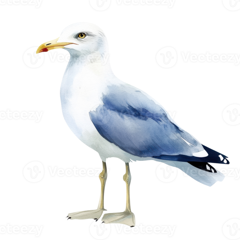 A standing white seagull on transparent background png