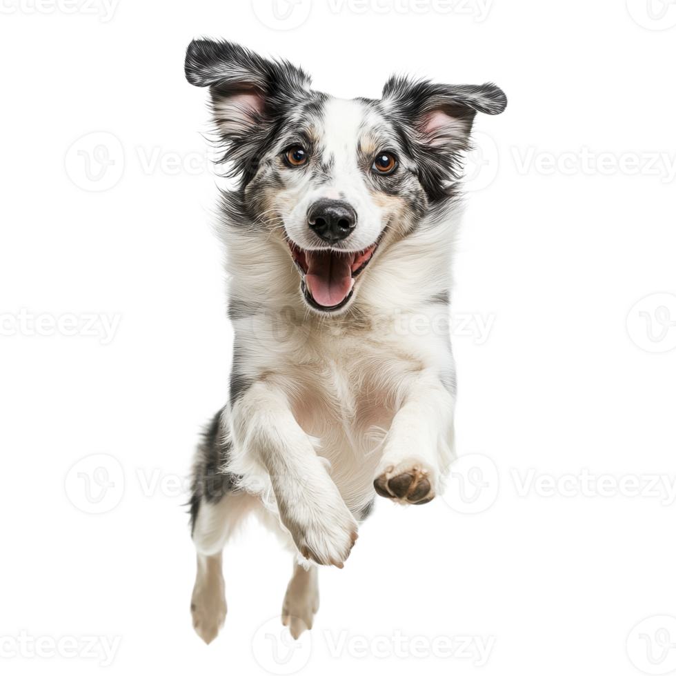 Dog jumping happily up on transparent background png
