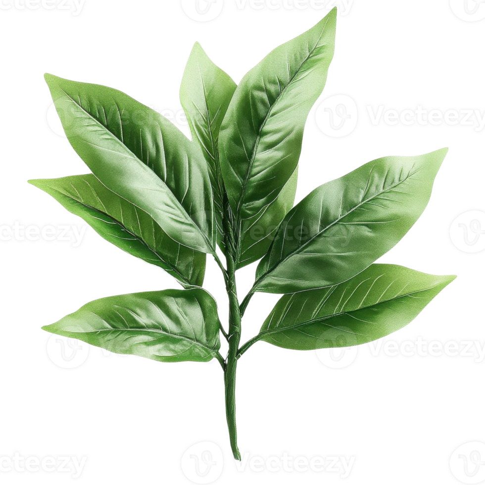 Green leaves on a branch on transparent background png