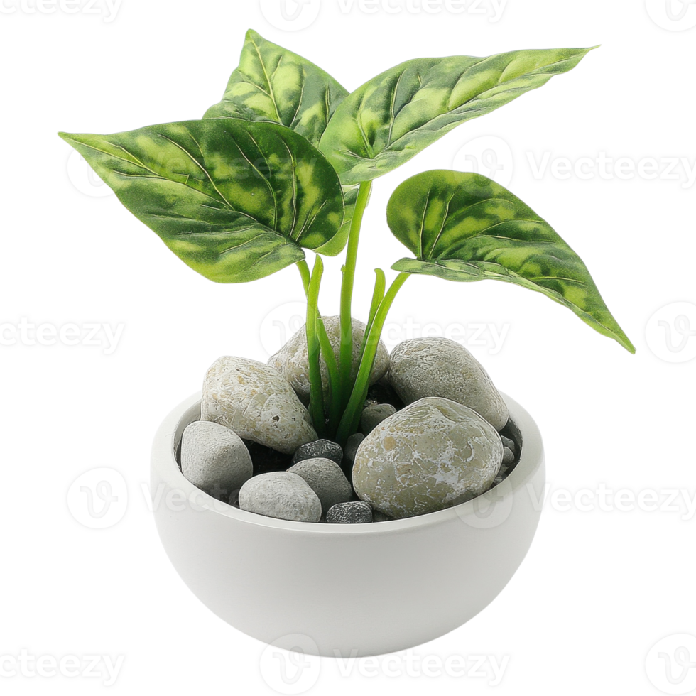 Plant in a white pot on transparent background png