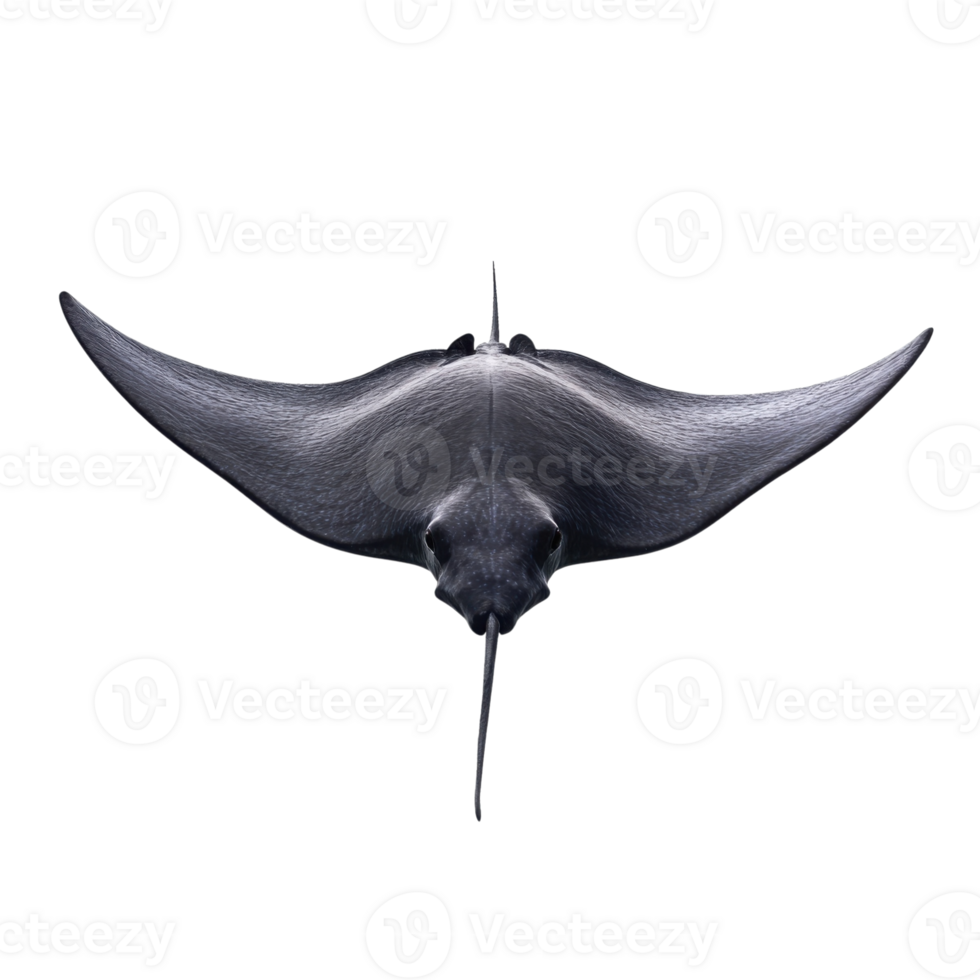 Isolated manta ray view on transparent background png