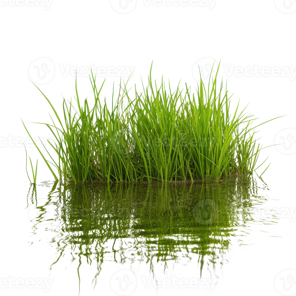 Grass growing in water on transparent background png