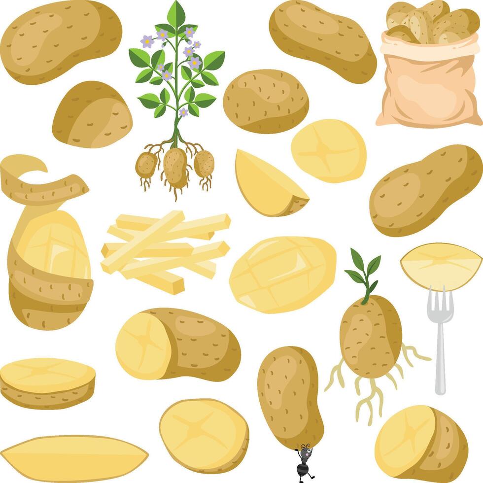 Various Forms and Stages of Potatoes vector