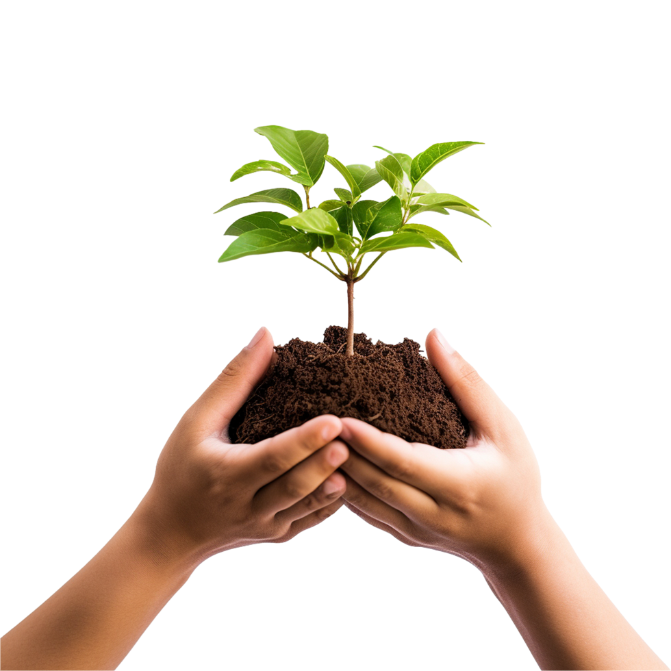 Transparent backdrop with cupped hands holding a green sapling ideal for environmental campaigns png