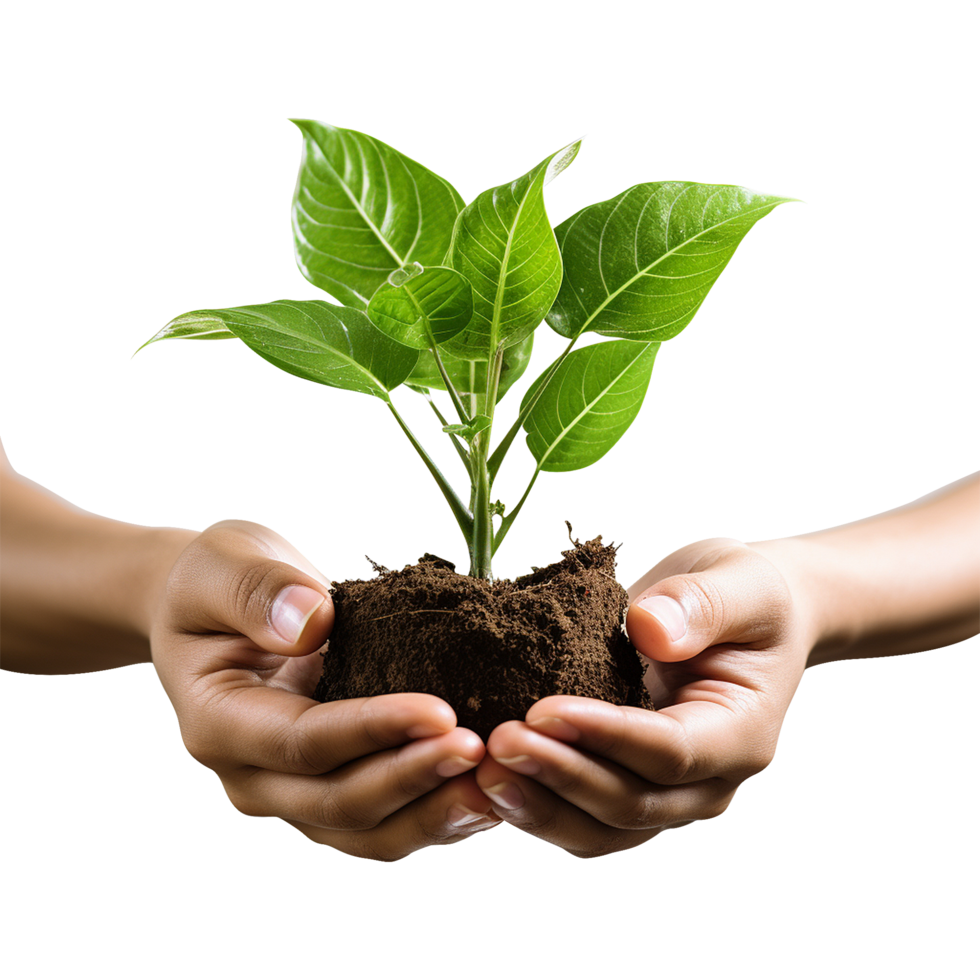 Minimalist image of hands cradling green plant on transparent background for use in ecological marketing and clean living visuals png