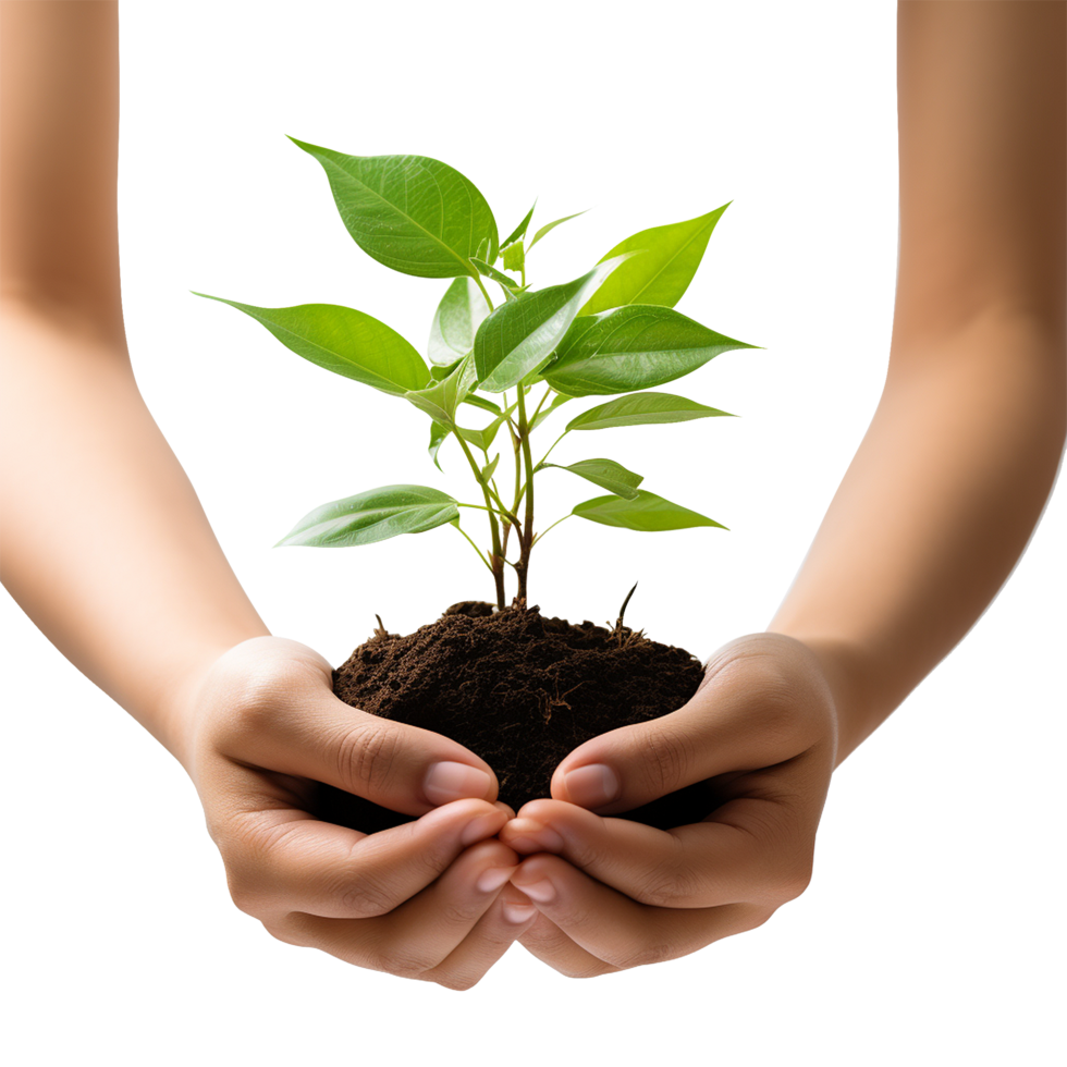 Hands and green plant isolated with no background for educational environmental content and green initiatives png