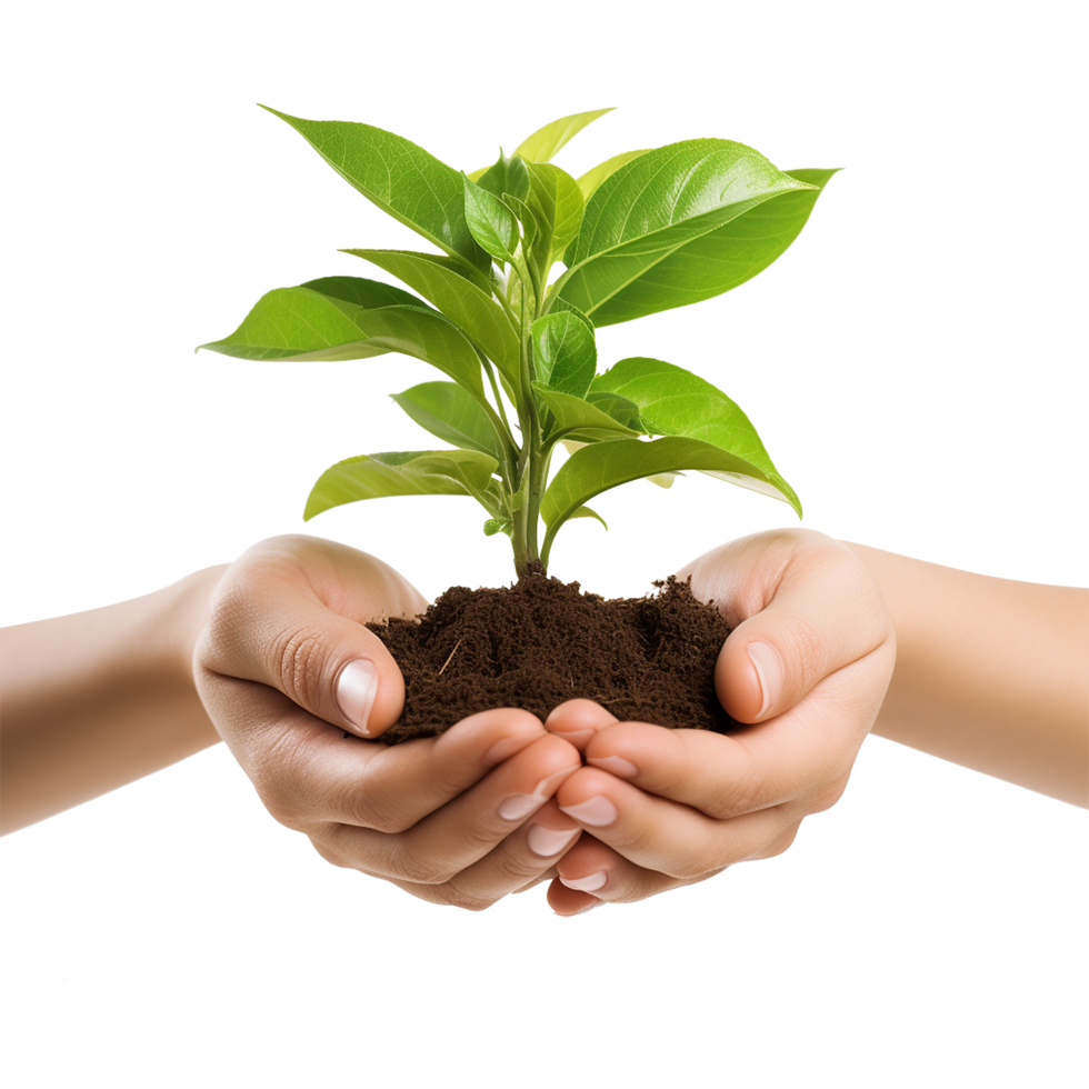 Isolated hands gently embracing a plant on clear background symbolizing the future of sustainability and organic living png