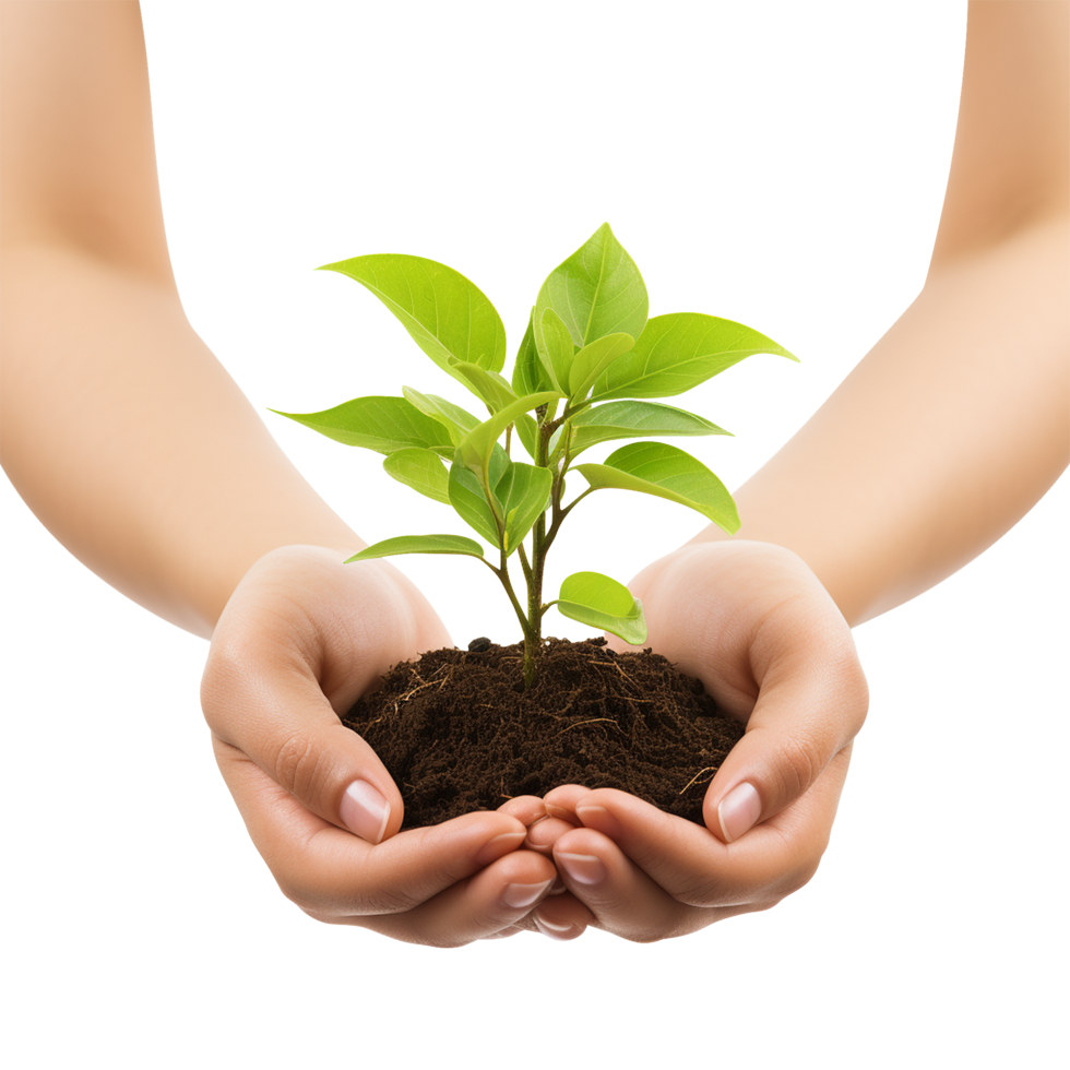 Transparent background showing hands protecting green life as a metaphor for earth care and organic growth png