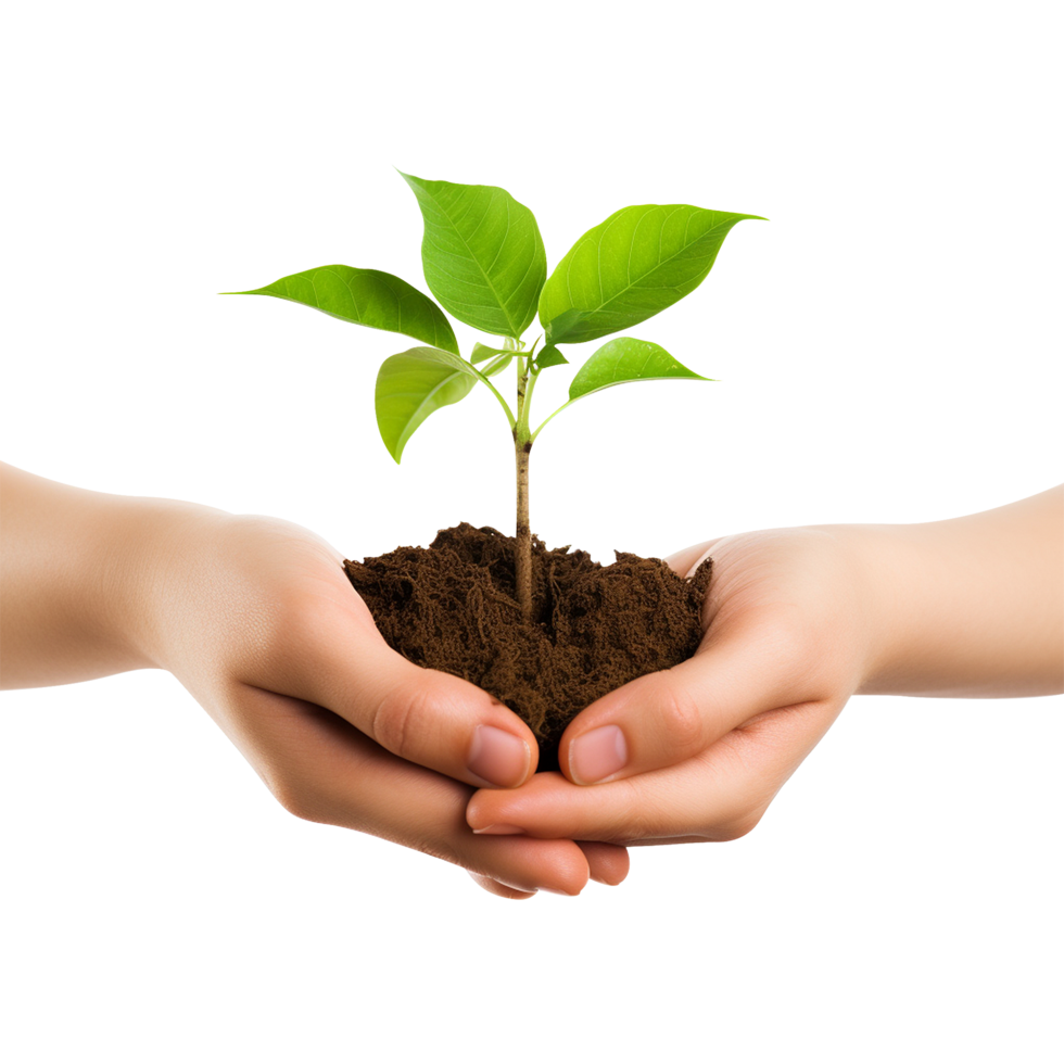 Healthy green plant in hands on clear background perfect for environmental awareness designs png