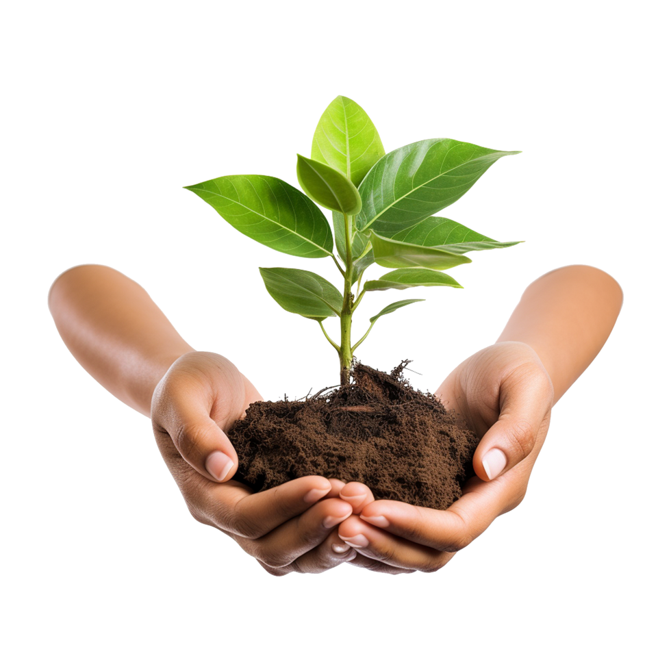Nature preservation concept with hands and seedling on transparent background for eco visuals png