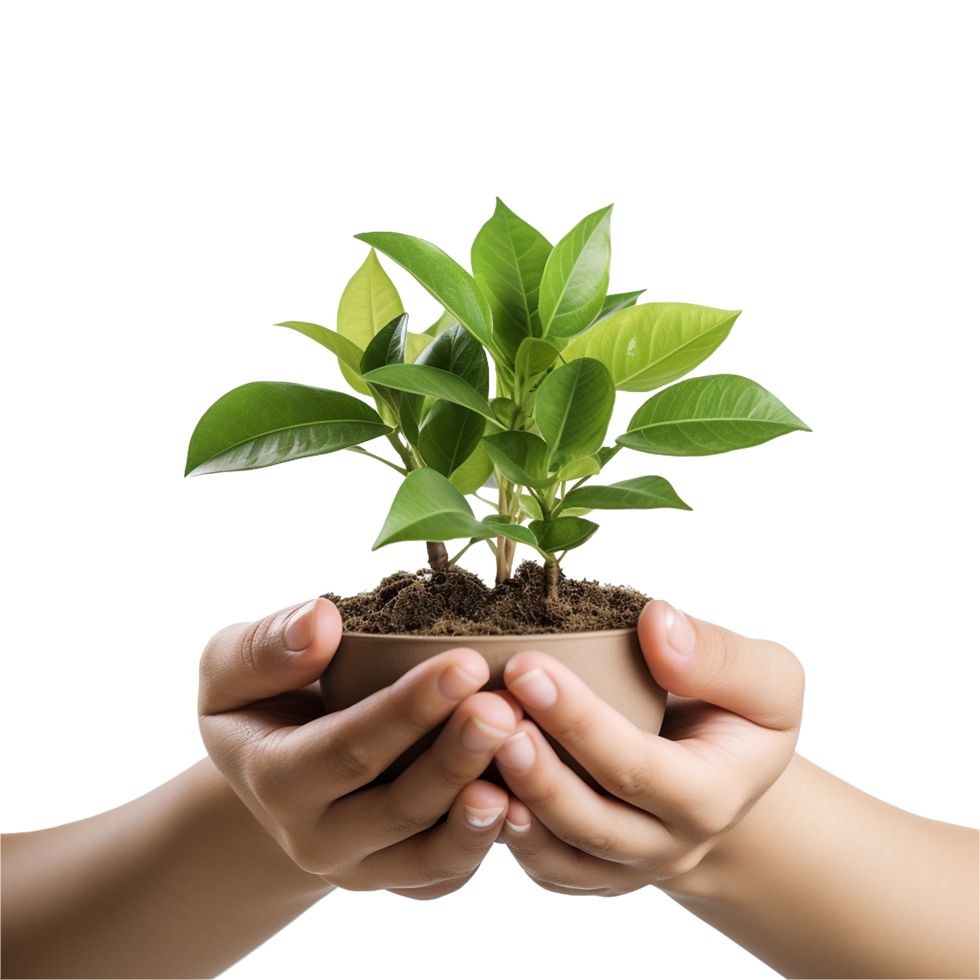 Conceptual image of human hands supporting a green plant with transparent background for eco branding and green lifestyle themes png