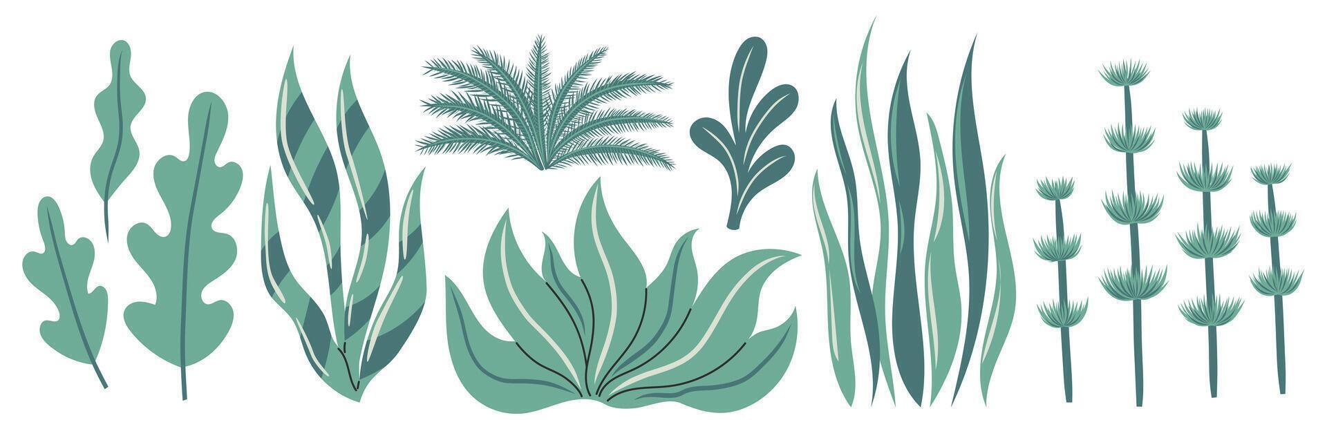 Seaweed set. Ocean plants, underwater flora, seagrasses. Aquatic plant, algae, tropical coral elements. Flat illustration isolated on white background vector