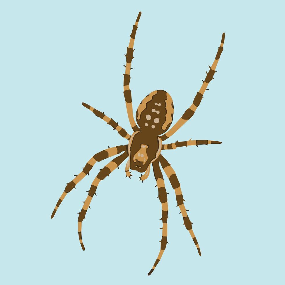 A brown and tan spider with long legs on a light blue background vector