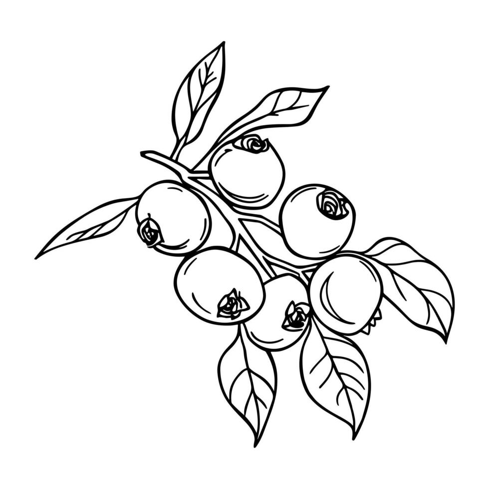 Outline blueberry branch with leaves and berries. Hand drawn sketch, illustration vector