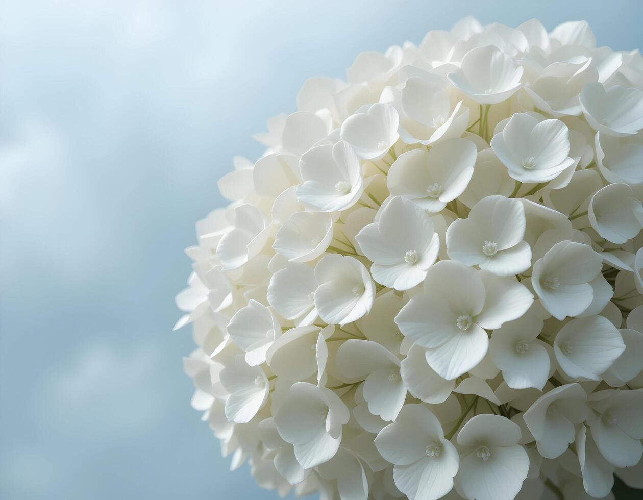 Close-up of White Hydrangea Flower Blooming Against Soft Blue Sky photo