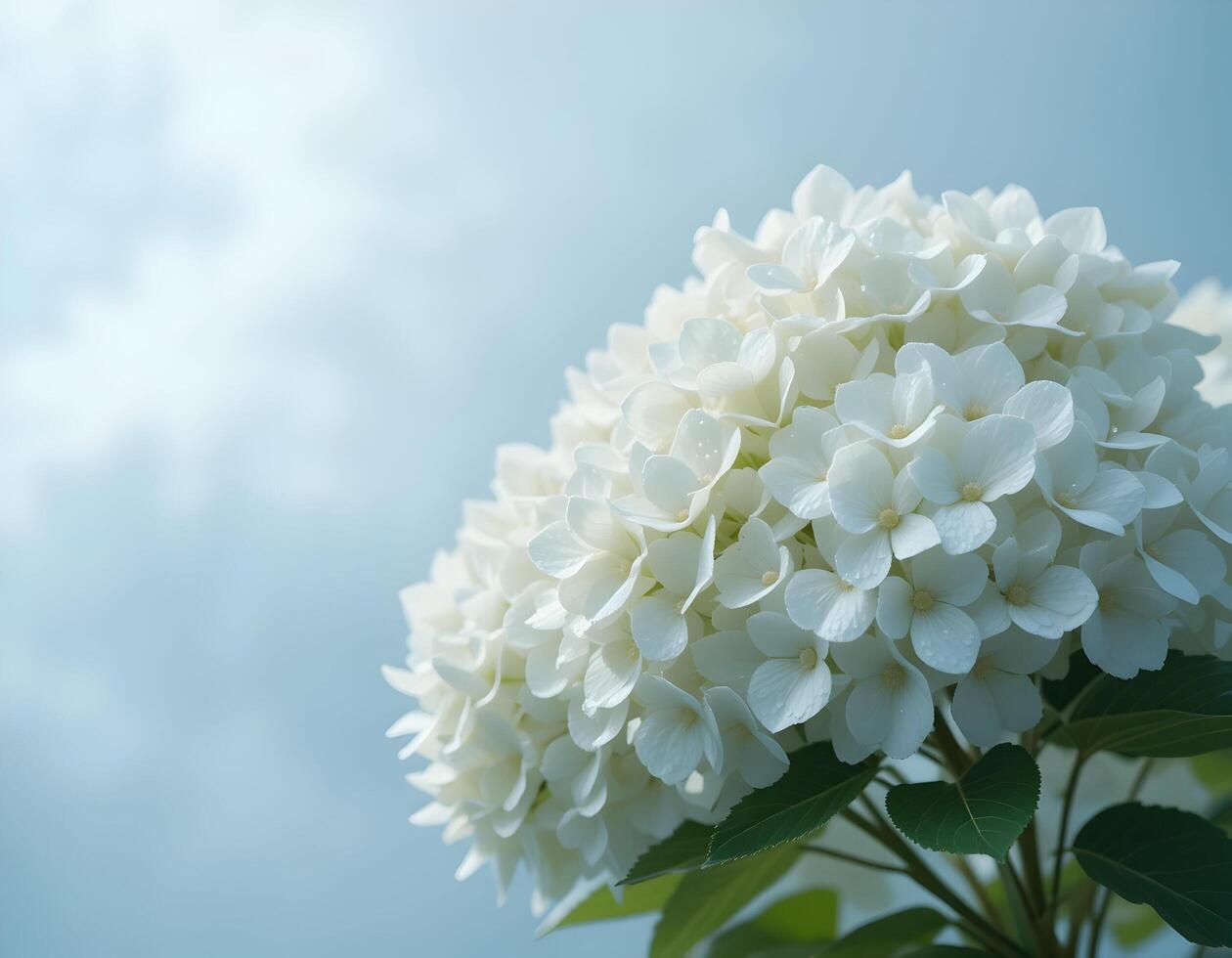 White Hydrangea Blossom Against a Light Blue Sky photo