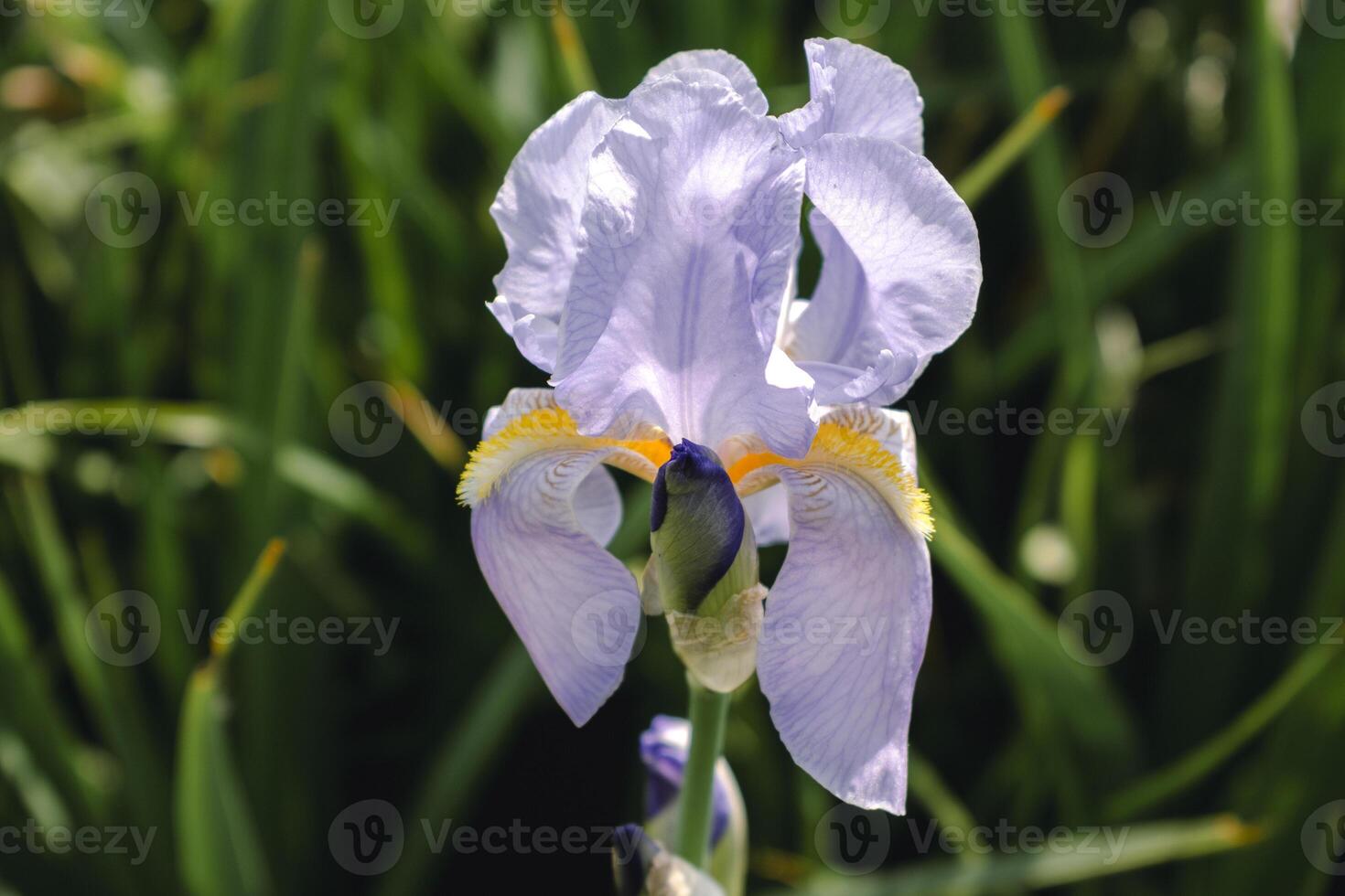 Beautiful blue and purple iris flower at spring and summertime, gardening photo