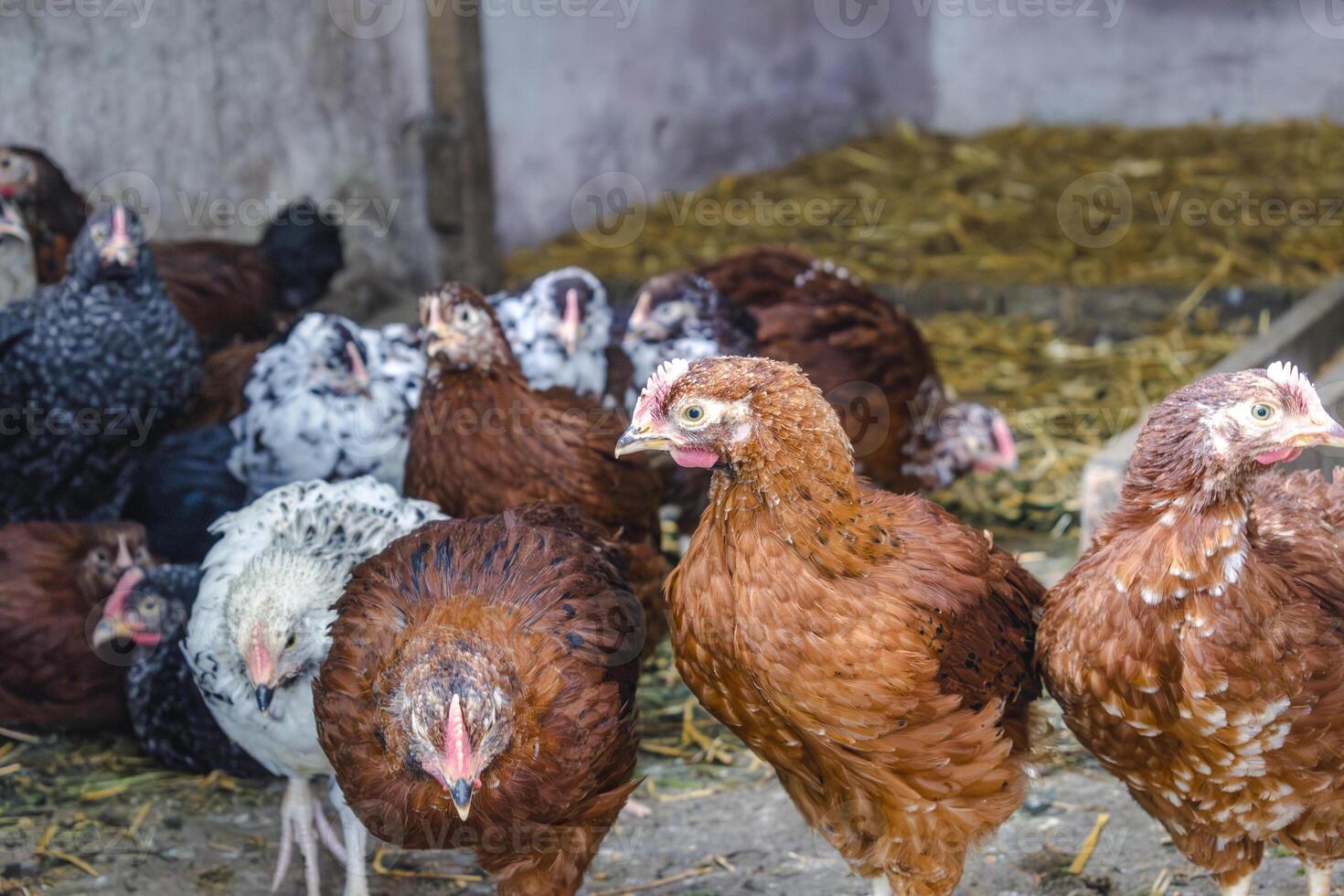 Chicks turned into little chickens in a garden, pullus, garden photo