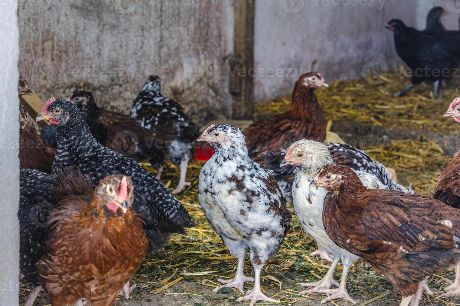 Chicks turned into little chickens in a garden, pullus photo