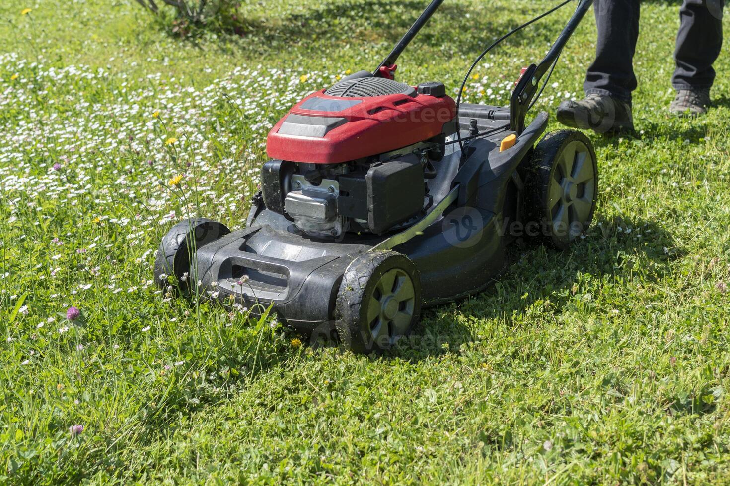 Mowing the lawn with a machine in a garden photo