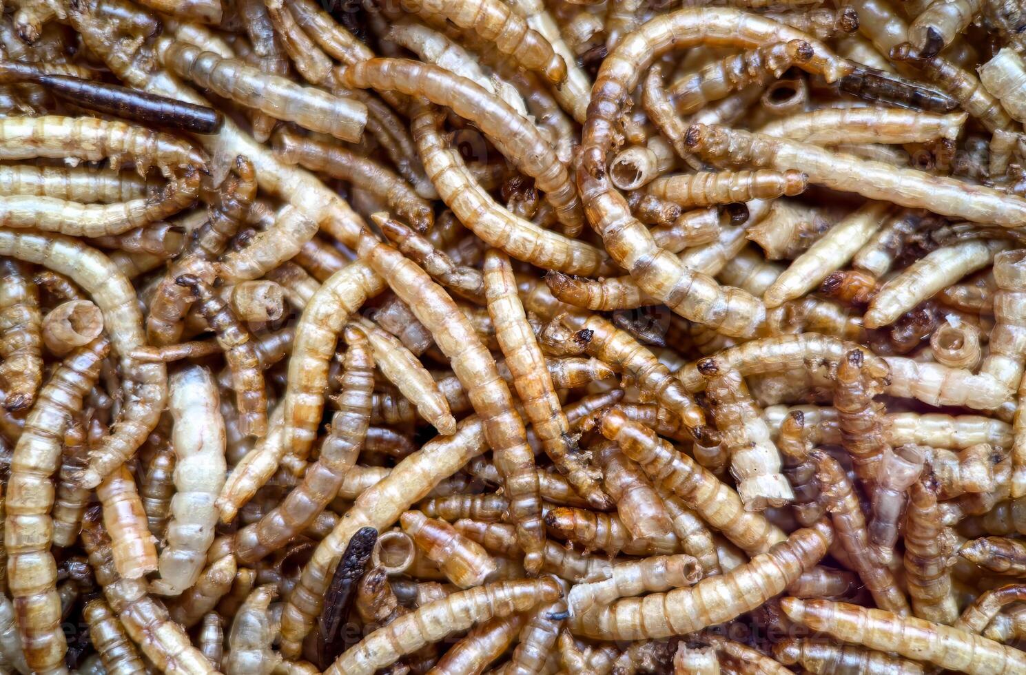 Close-up macro image of dried mealworms, commonly used as high-protein feed for reptiles, birds, and exotic pets, and also gaining popularity as a sustainable source of protein for human consumption photo