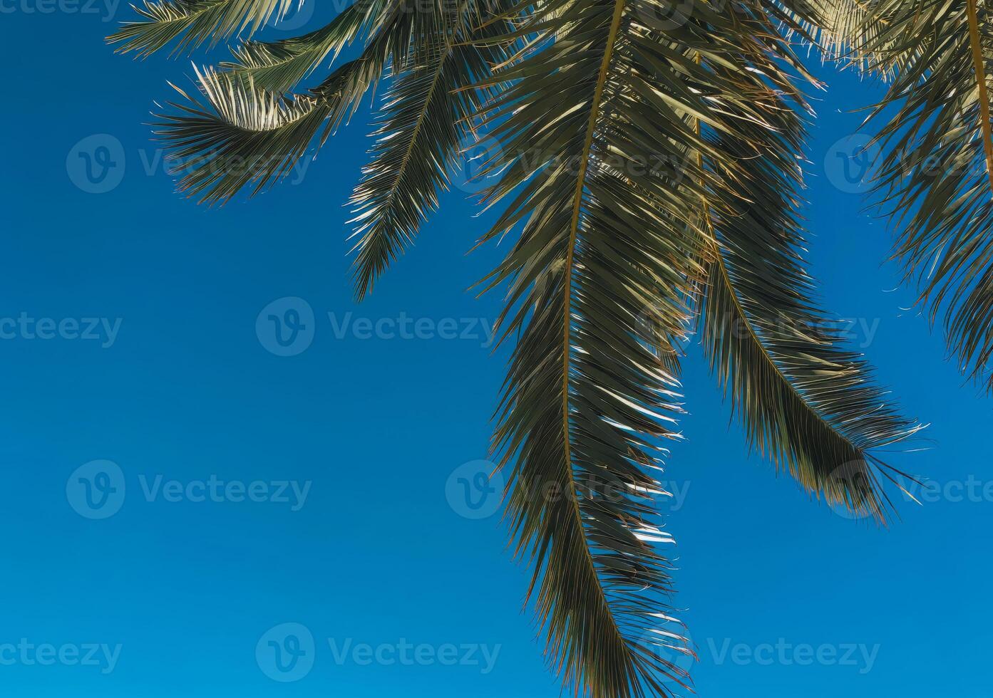 Minimalist tropical background with palm tree fronds silhouetted against a clear blue sky. Perfect for summer, vacation, beach vibes, or travel-related concepts photo