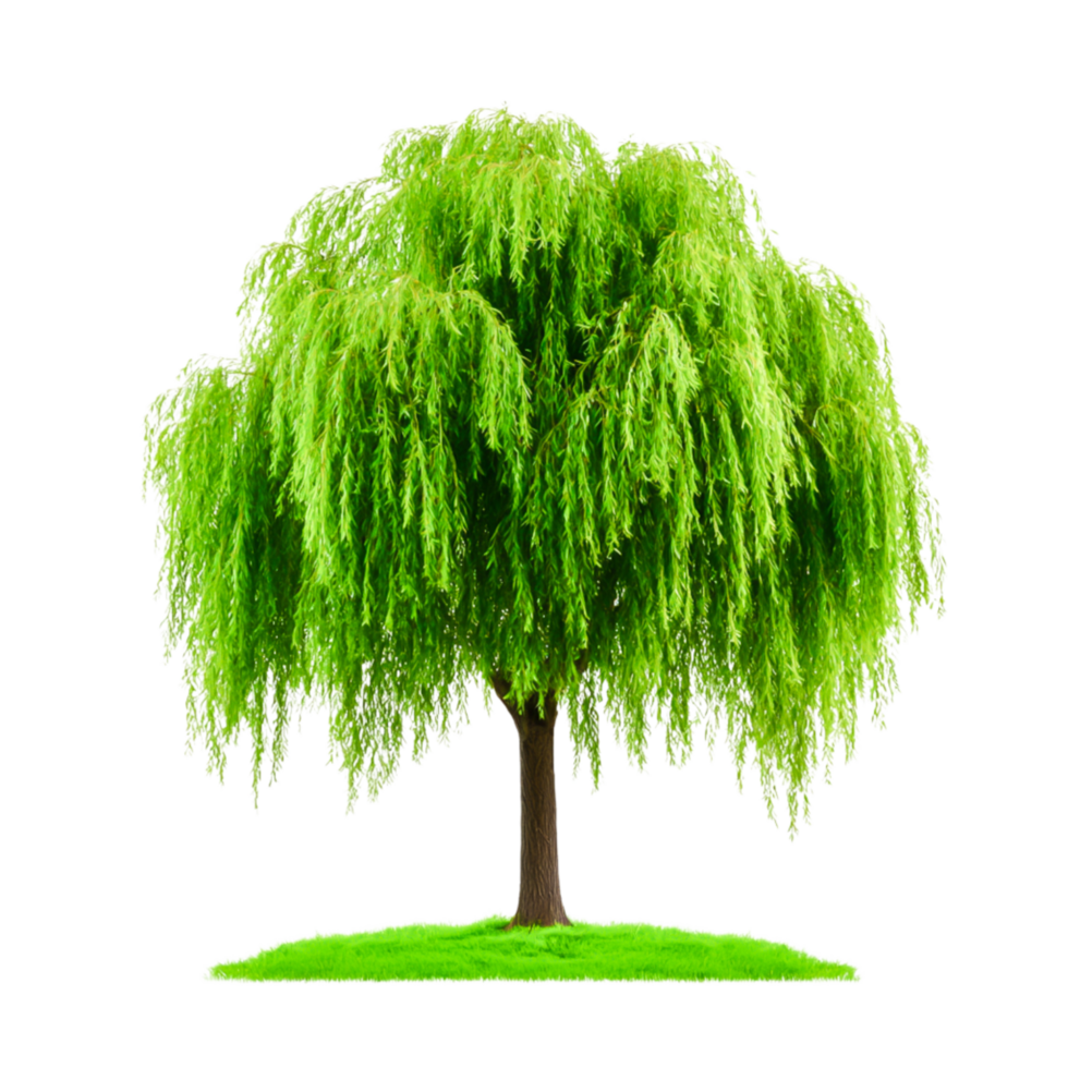 Lush Green Weeping Willow Tree for Nature Photography png
