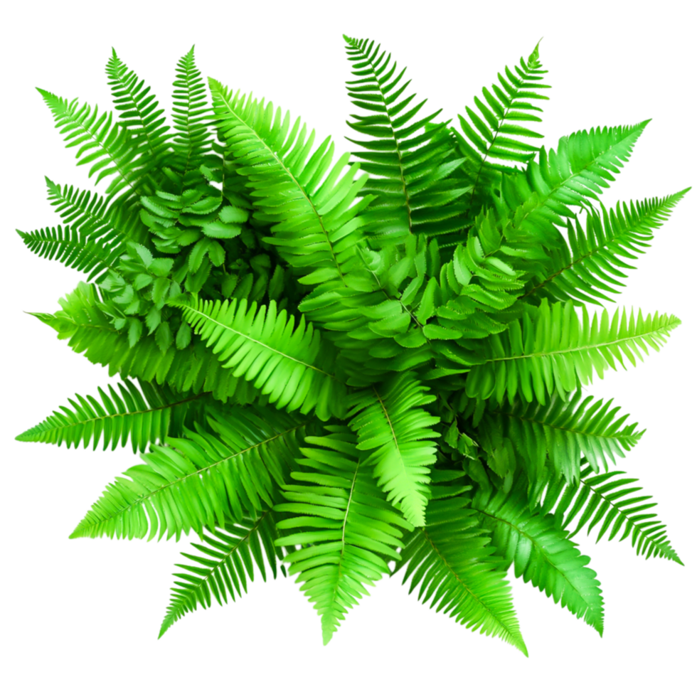 Lush Green Fern Leaves Arrangement for Natural Aesthetic and Decoration png