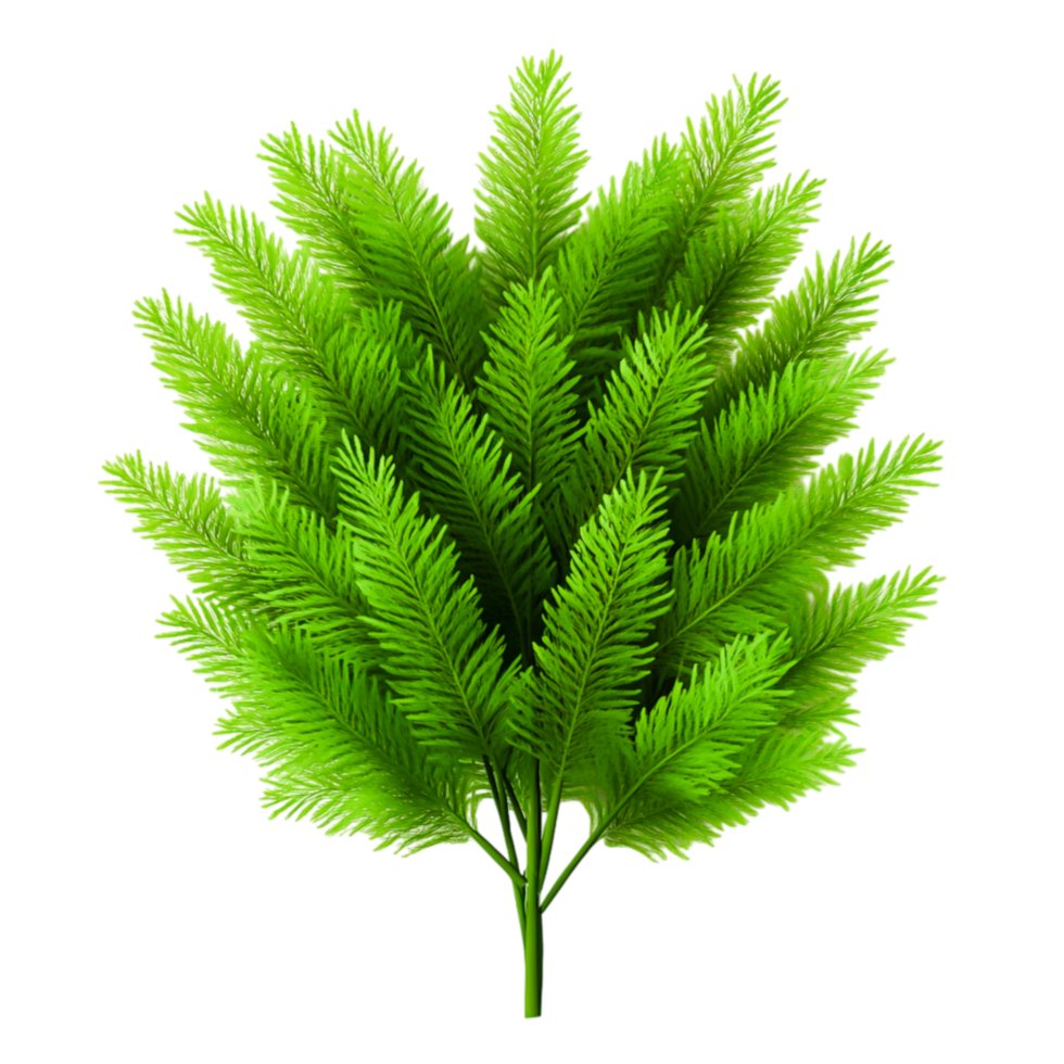 Lush Green Fern Foliage with Vibrant Leaf Structures for Natural Backgrounds png