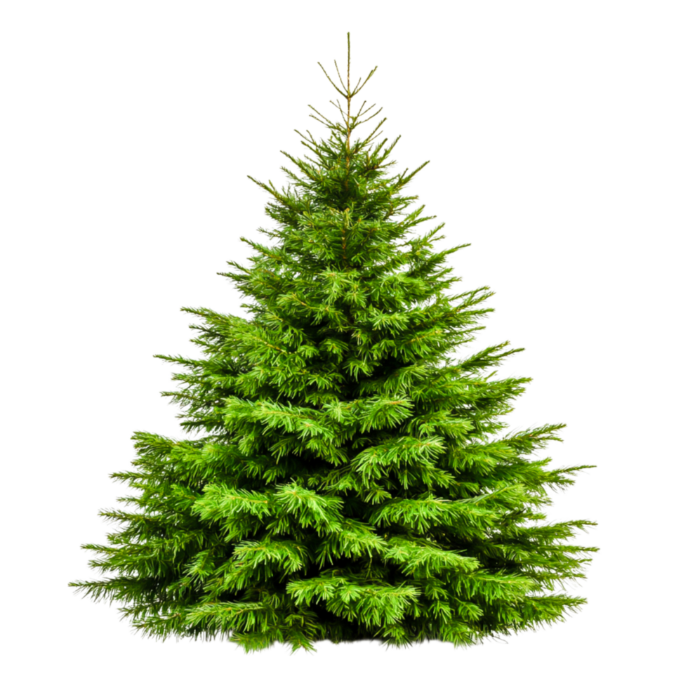 Lush Evergreen Christmas Tree on for Holiday Decorations and Celebrations png