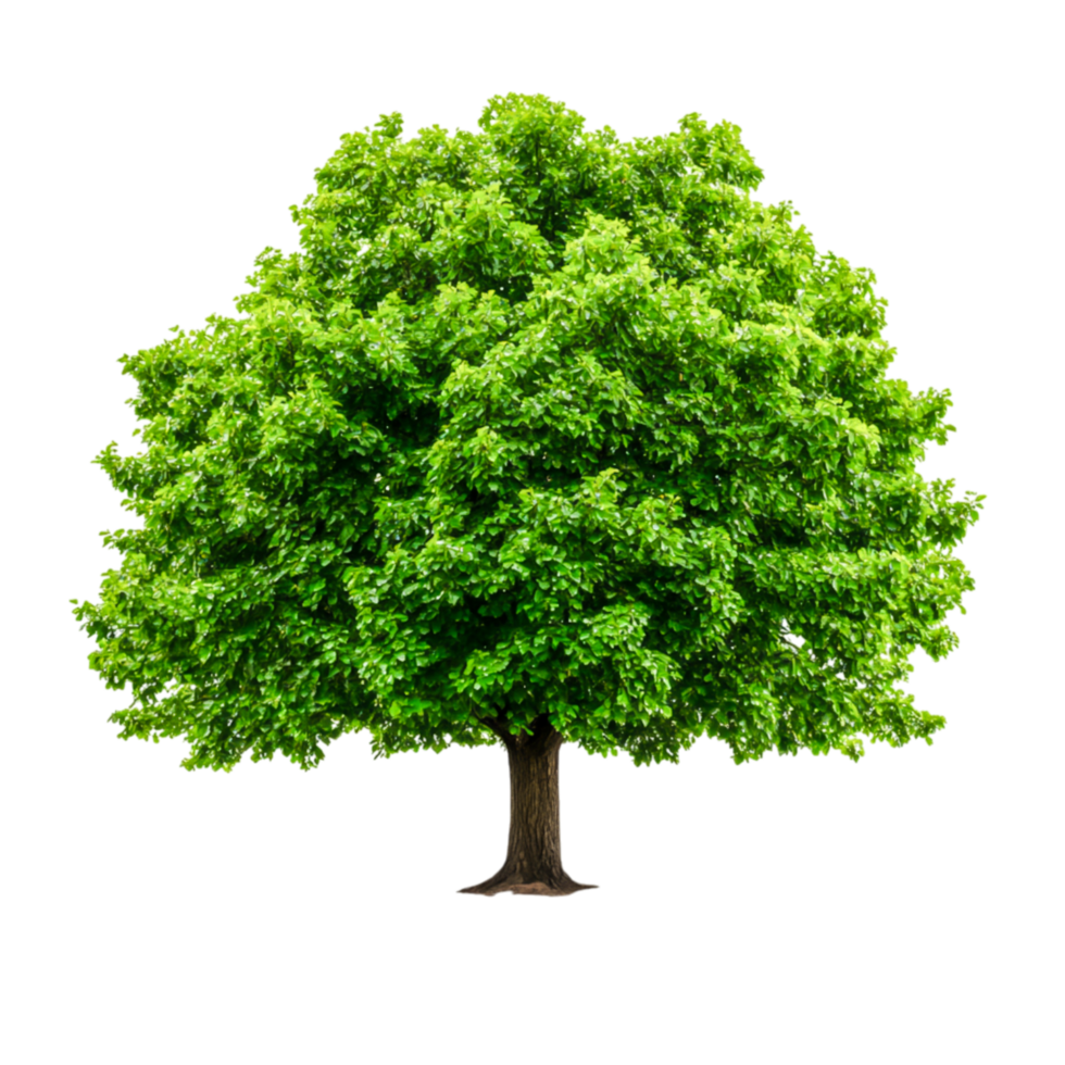 Lush Green Tree with Vibrant Foliage Under Clear Blue Sky in Natural Environment png