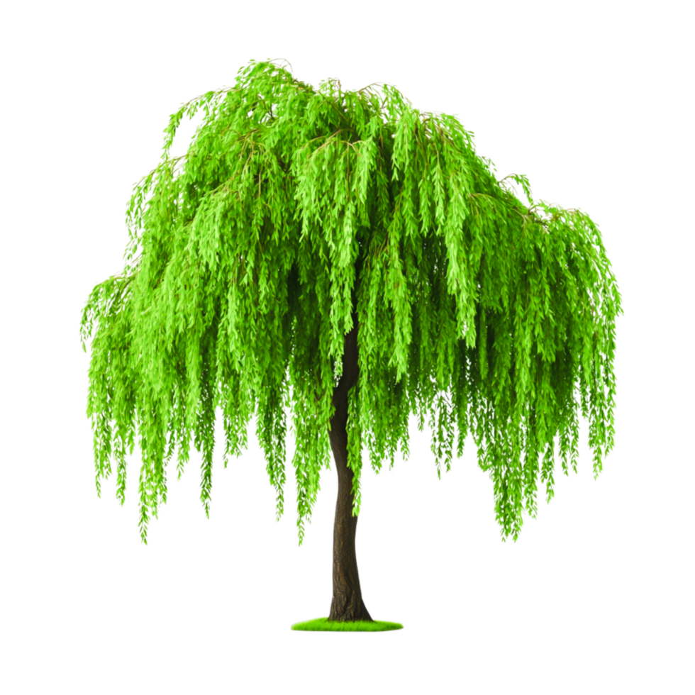 Lush Green Weeping Willow Tree with Cascading Foliage Ideal for Natural Landscapes png
