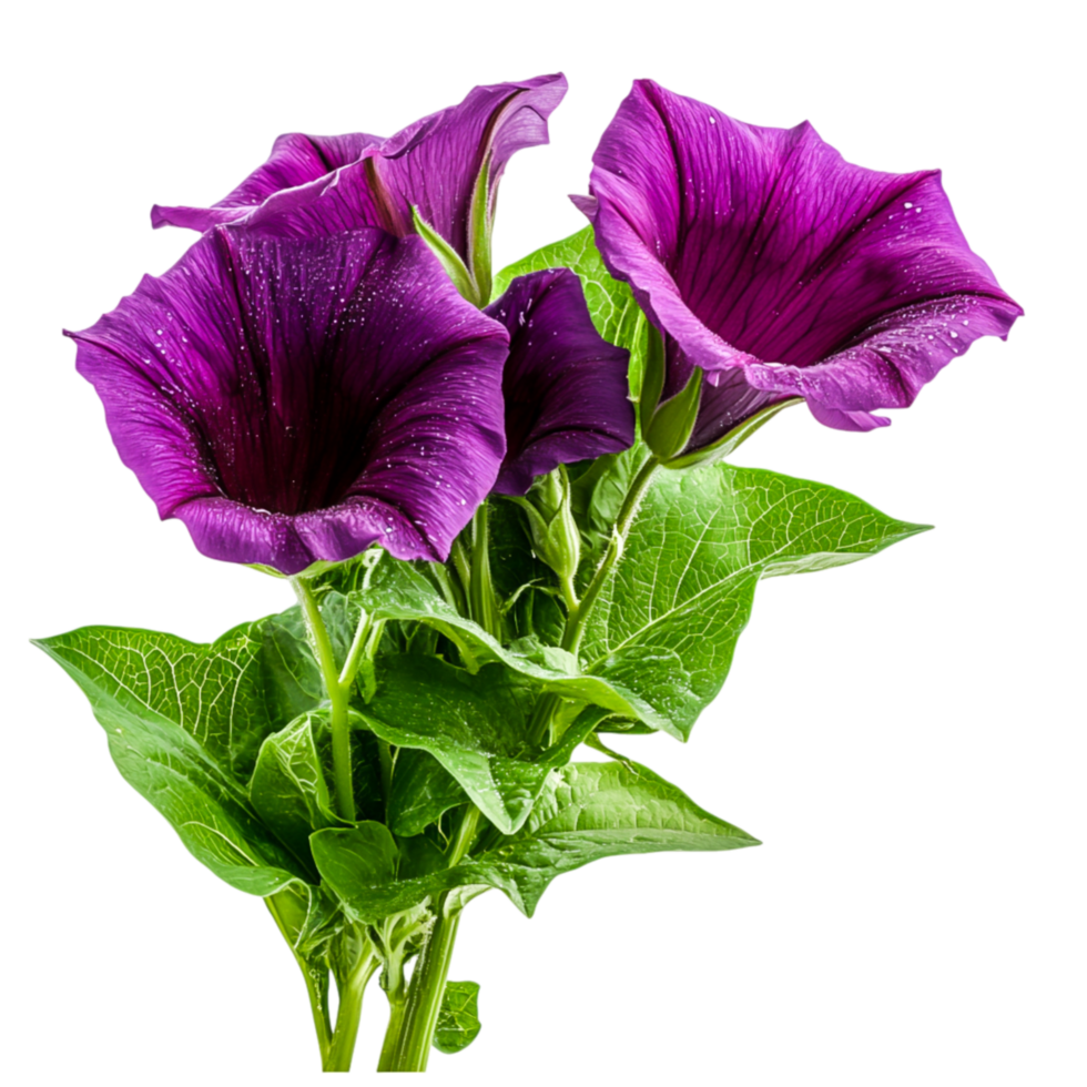 Fresh Purple Flowers with Green Leaves on for Natural Beauty Themes png