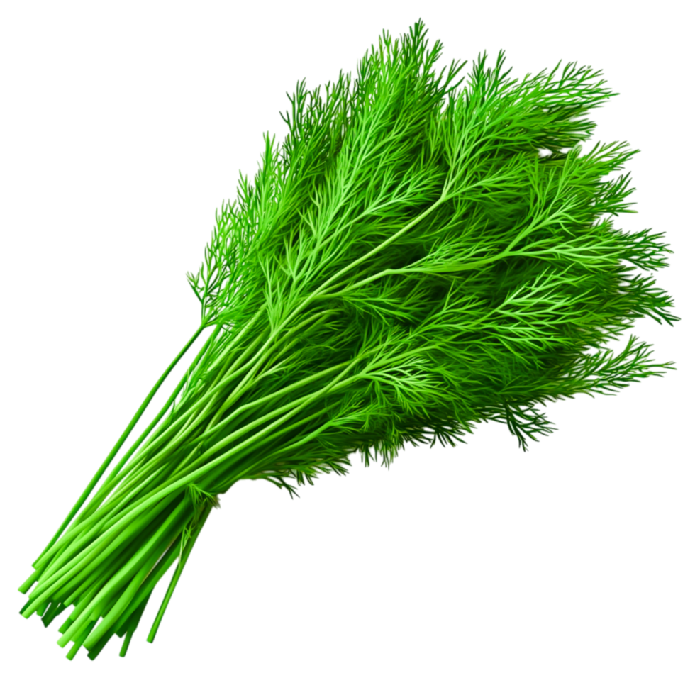 Fresh Green Dill Herb Bunch for Culinary Use and Decoration png