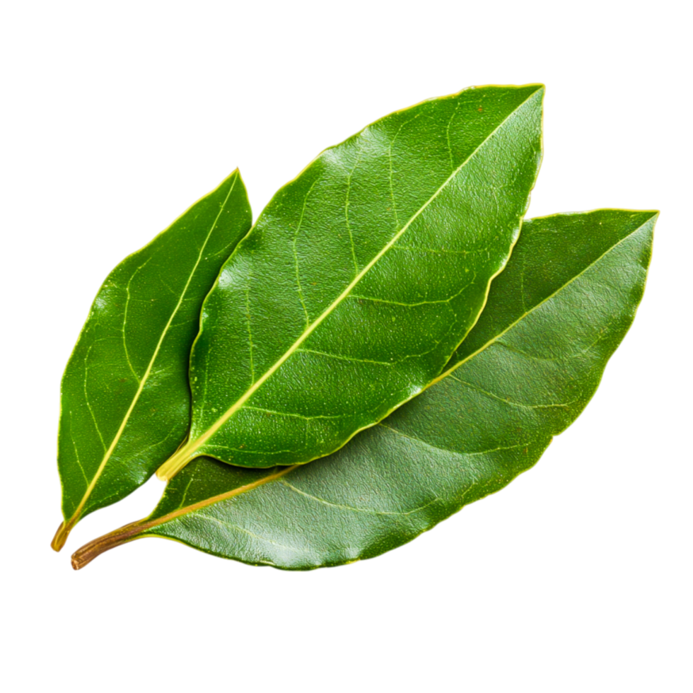 Fresh Green Bay Leaves for Culinary and Herbal Uses png