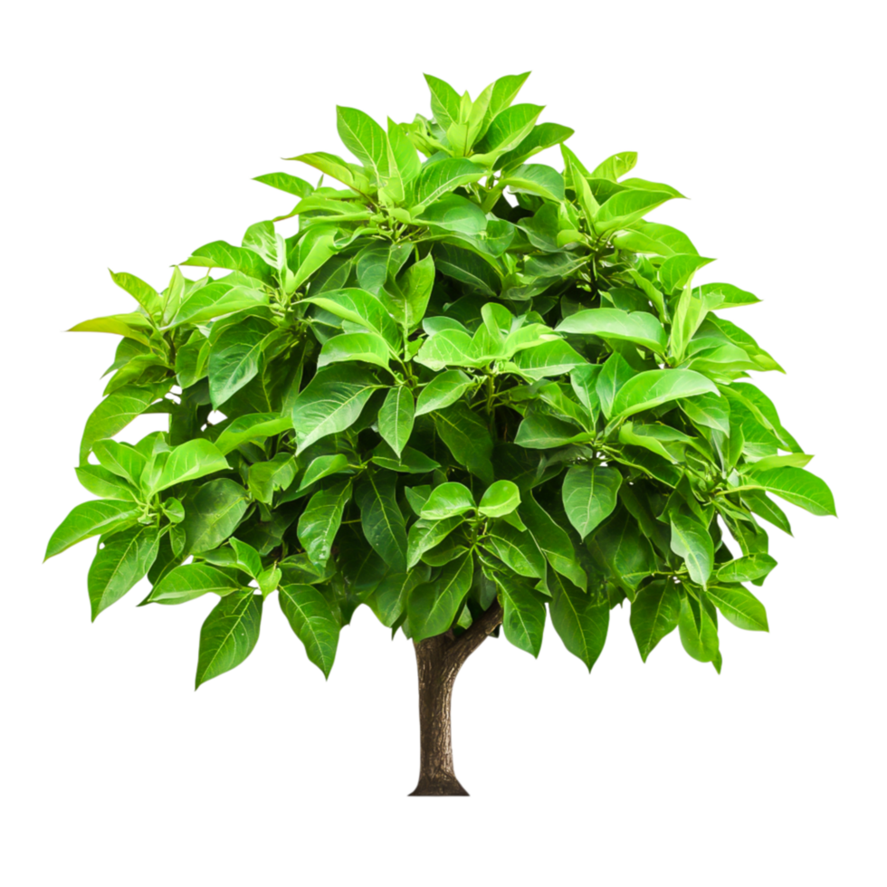 Lush Green Foliage of a Vibrant Tree with Abundant Leafy Growth and Strong Structure png