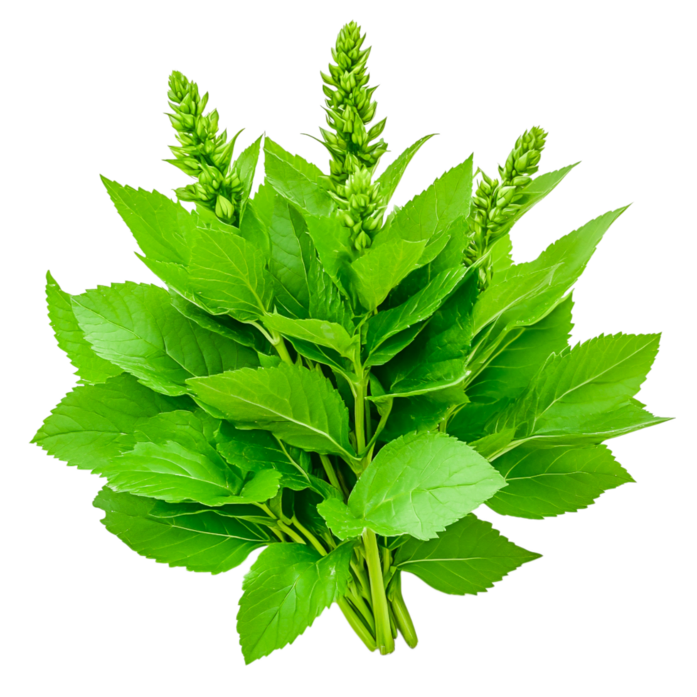 Fresh and Vibrant Green Leaves with Blossoms png